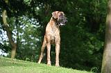 DOGUE ALLEMAND 815